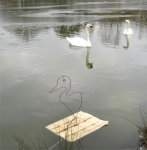 ecoradeau avec cygnes