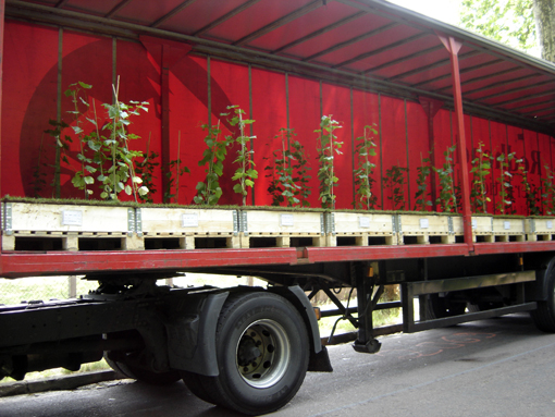 vignes d'alsace dans un écrin rouge - camion en attente au bois de vincennes pour Nature Capitale aux champs elysées - photo Paule Kingleur